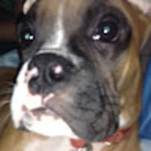 Meet your Posher, Dani